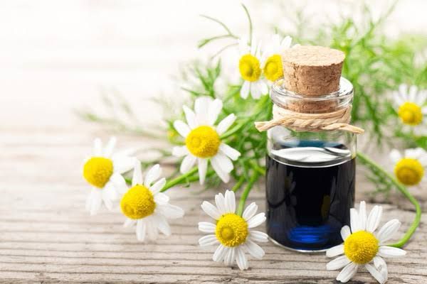 Chamomile Oil